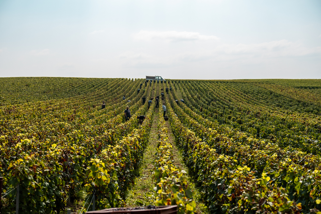 Vigne à la vendange